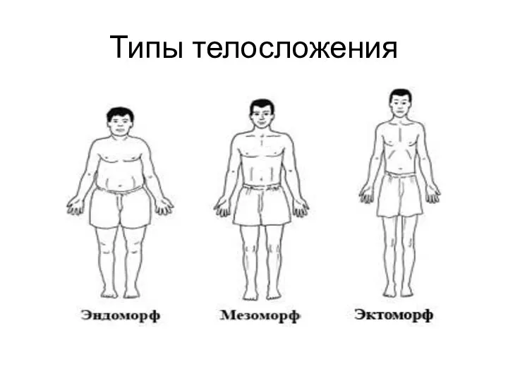 Типы телосложения