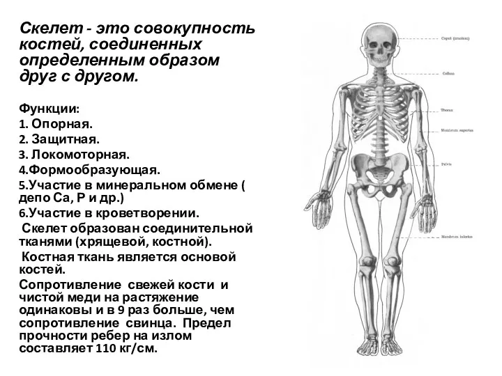 Скелет - это совокупность костей, соединенных определенным образом друг с