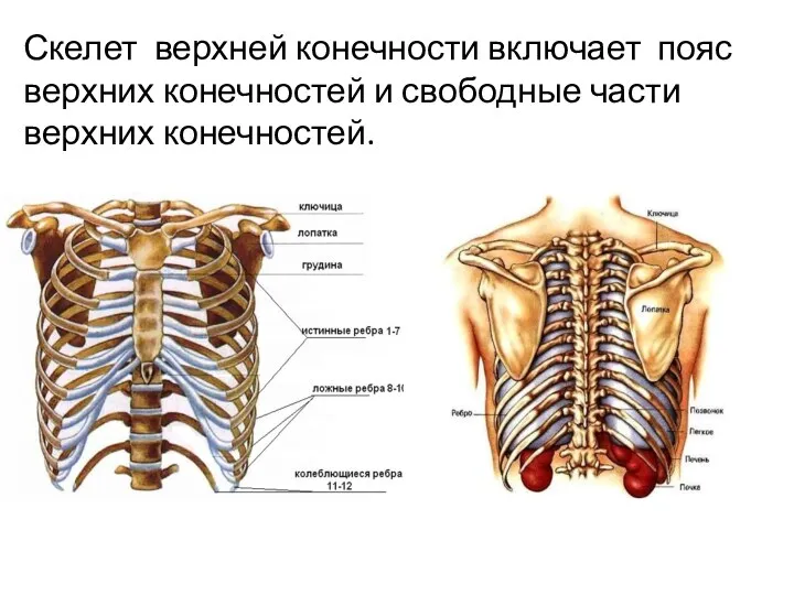 Скелет верхней конечности включает пояс верхних конечностей и свободные части верхних конечностей.