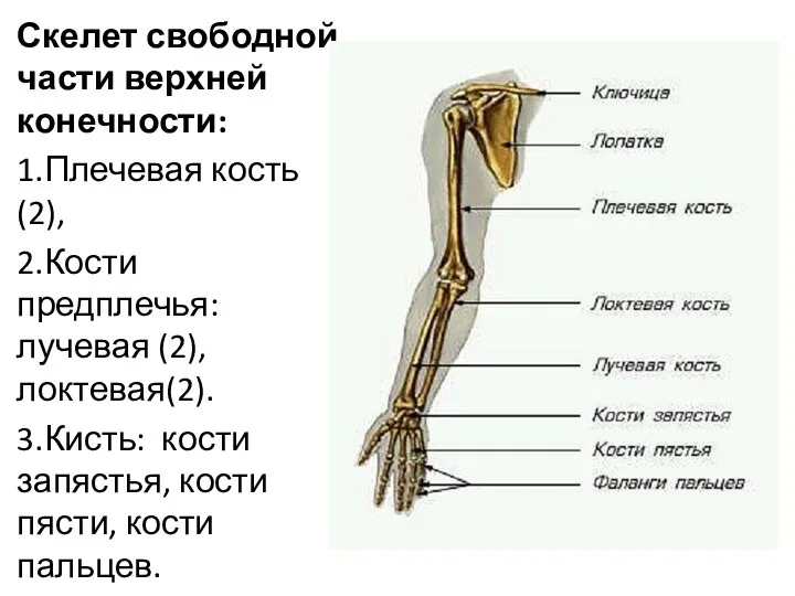 Скелет свободной части верхней конечности: 1.Плечевая кость (2), 2.Кости предплечья:лучевая