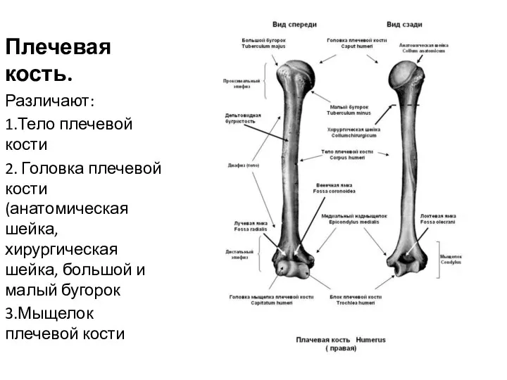 Плечевая кость. Различают: 1.Тело плечевой кости 2. Головка плечевой кости