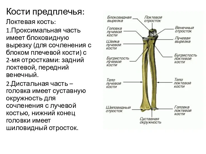 Кости предплечья: Локтевая кость: 1.Проксимальная часть имеет блоковидную вырезку (для