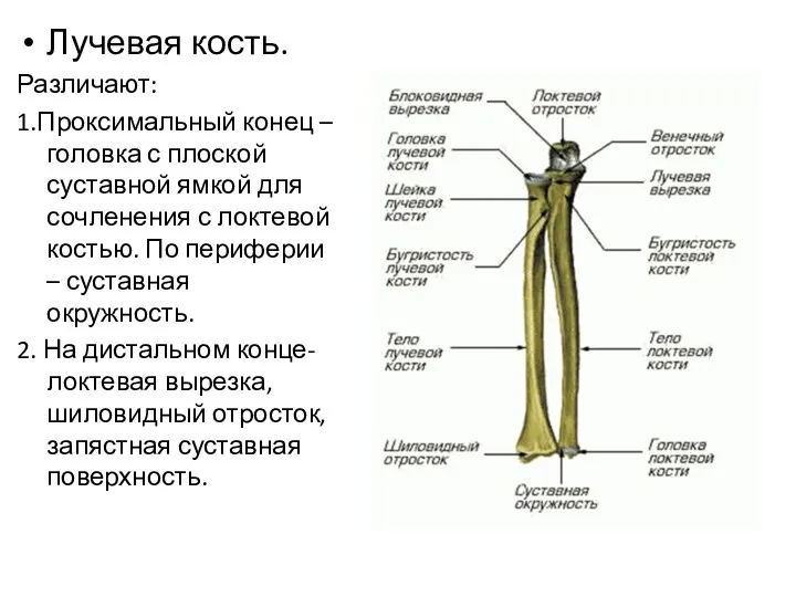 Лучевая кость. Различают: 1.Проксимальный конец – головка с плоской суставной