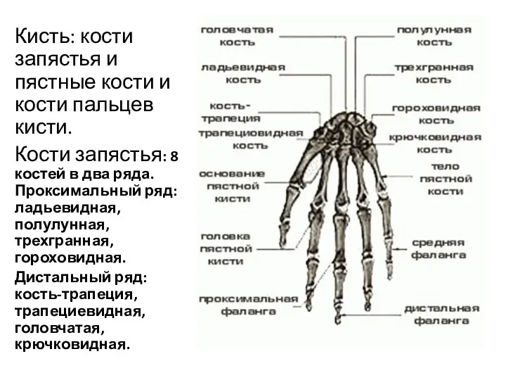 Кисть: кости запястья и пястные кости и кости пальцев кисти.