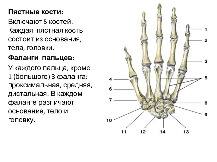 Пястные кости: Включают 5 костей. Каждая пястная кость состоит из