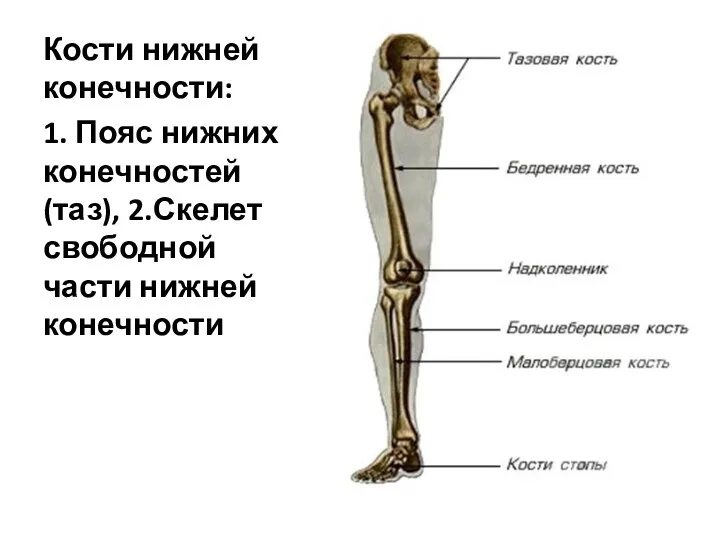 Кости нижней конечности: 1. Пояс нижних конечностей (таз), 2.Скелет свободной части нижней конечности