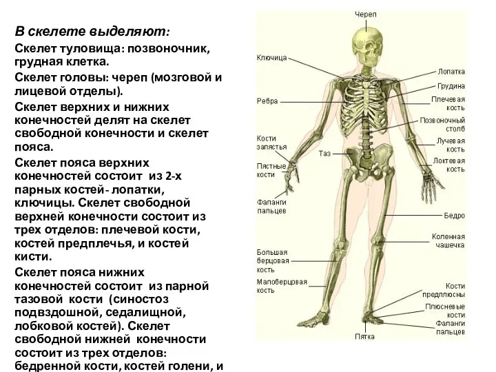 В скелете выделяют: Скелет туловища: позвоночник, грудная клетка. Скелет головы: