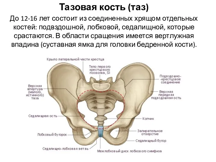 Тазовая кость (таз) До 12-16 лет состоит из соединенных хрящом