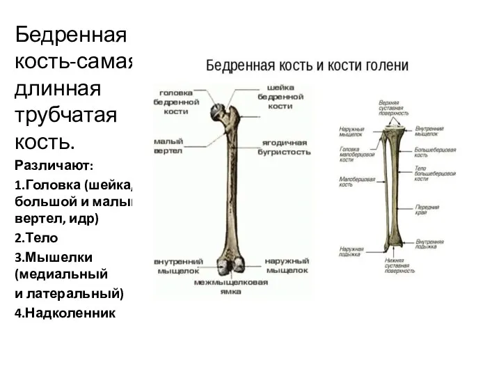 Бедренная кость-самая длинная трубчатая кость. Различают: 1.Головка (шейка, большой и
