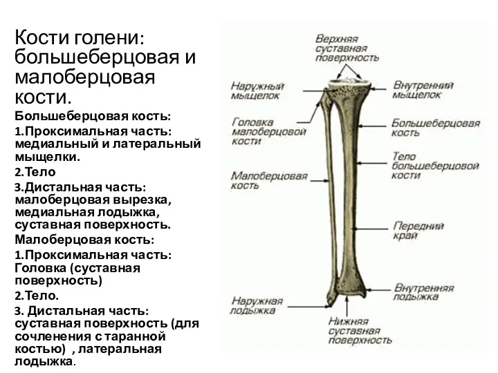 Кости голени: большеберцовая и малоберцовая кости. Большеберцовая кость: 1.Проксимальная часть: