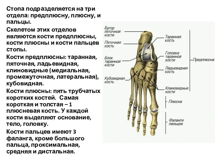 Стопа подразделяется на три отдела: предплюсну, плюсну, и пальцы. Скелетом