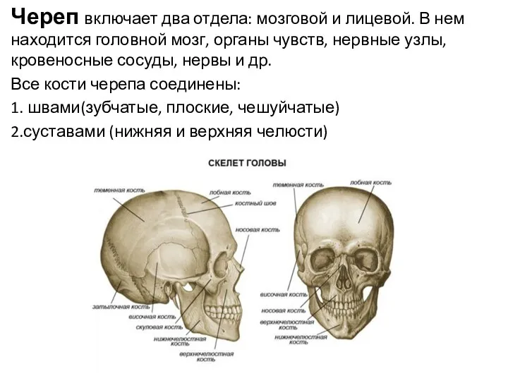 Череп включает два отдела: мозговой и лицевой. В нем находится