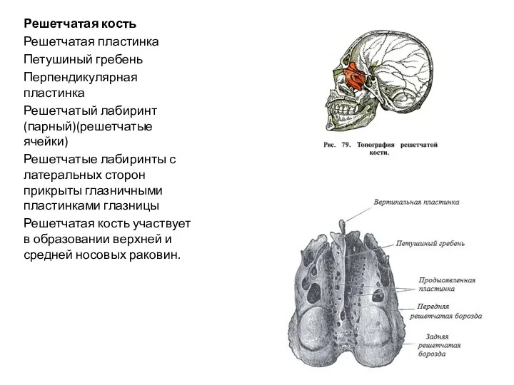 Решетчатая кость Решетчатая пластинка Петушиный гребень Перпендикулярная пластинка Решетчатый лабиринт