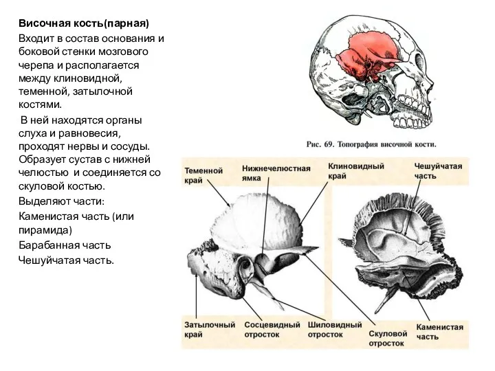 Височная кость(парная) Входит в состав основания и боковой стенки мозгового