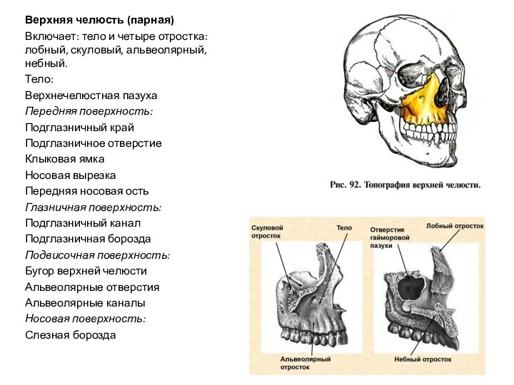 Верхняя челюсть (парная) Включает: тело и четыре отростка: лобный, скуловый,