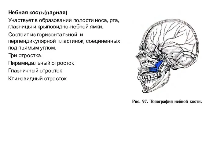 Небная кость(парная) Участвует в образовании полости носа, рта, глазницы и