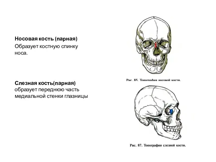 Носовая кость (парная) Образует костную спинку носа. Слезная кость(парная) образует переднюю часть медиальной стенки глазницы