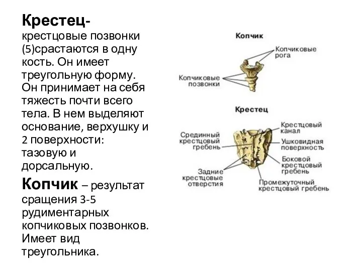 Крестец- крестцовые позвонки (5)срастаются в одну кость. Он имеет треугольную