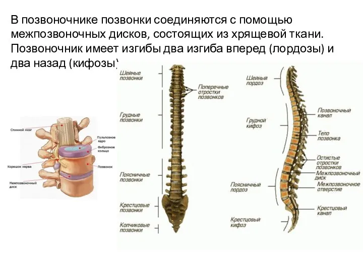 В позвоночнике позвонки соединяются с помощью межпозвоночных дисков, состоящих из