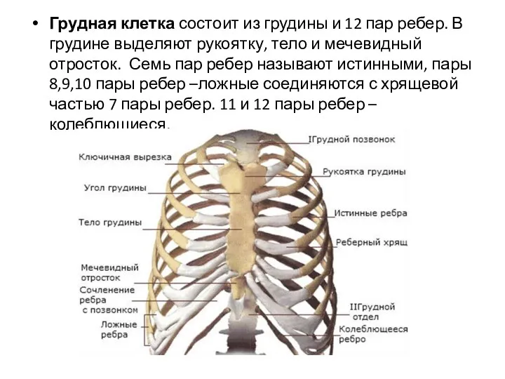 Грудная клетка состоит из грудины и 12 пар ребер. В