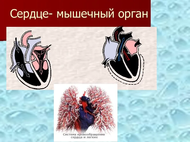 Сердце- мышечный орган