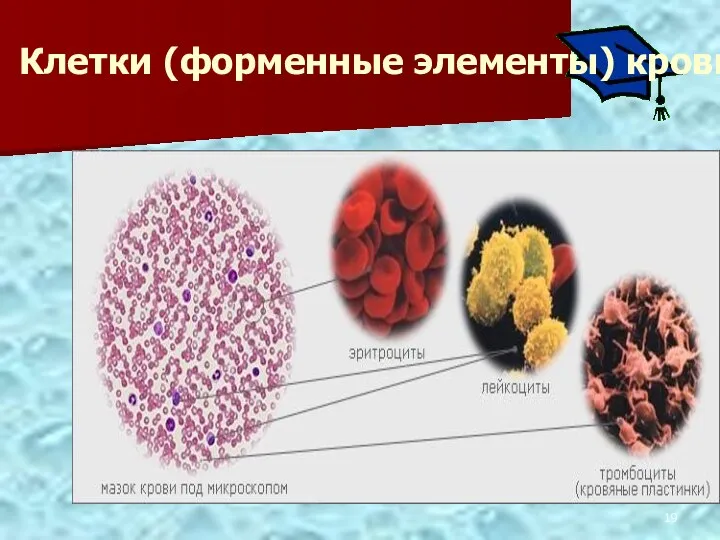 Клетки (форменные элементы) крови