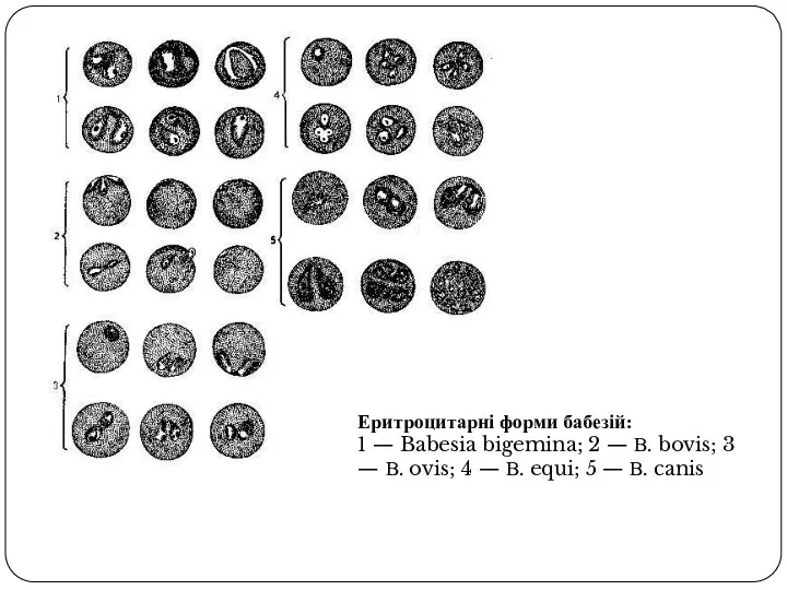 Еритроцитарні форми бабезій: 1 — Babesia bigemina; 2 — В.