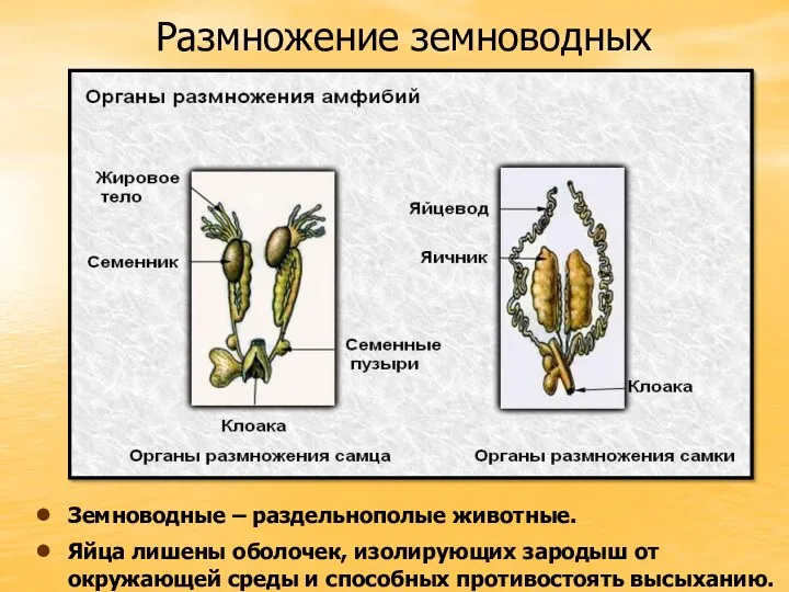 Размножение земноводных Земноводные – раздельнополые животные. Яйца лишены оболочек, изолирующих