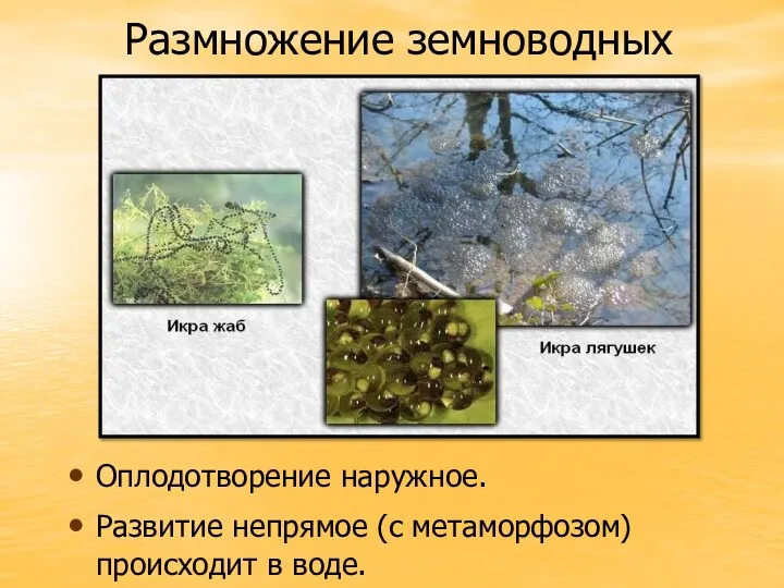 Размножение земноводных Оплодотворение наружное. Развитие непрямое (с метаморфозом) происходит в воде.