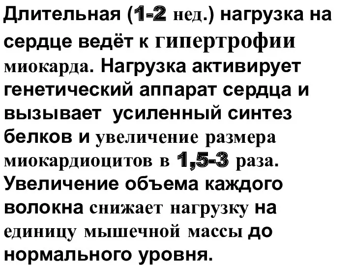 Длительная (1-2 нед.) нагрузка на сердце ведёт к гипертрофии миокарда.