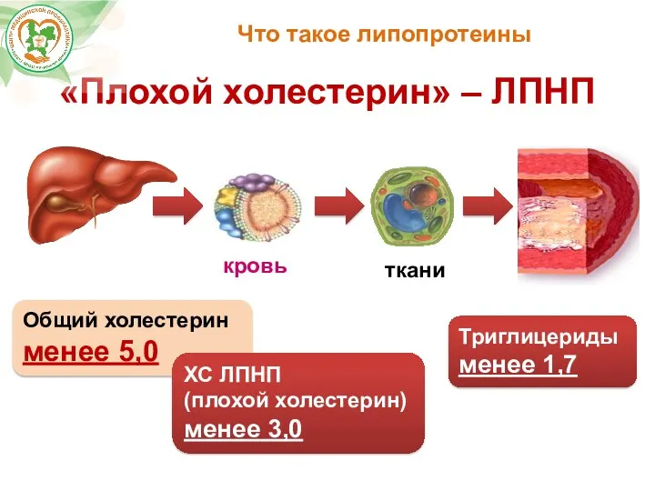 ―> кровь ткани Что такое липопротеины Общий холестерин менее 5,0