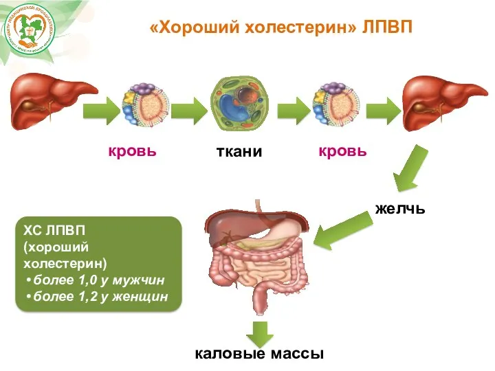 кровь кровь желчь ткани каловые массы «Хороший холестерин» ЛПВП ХС