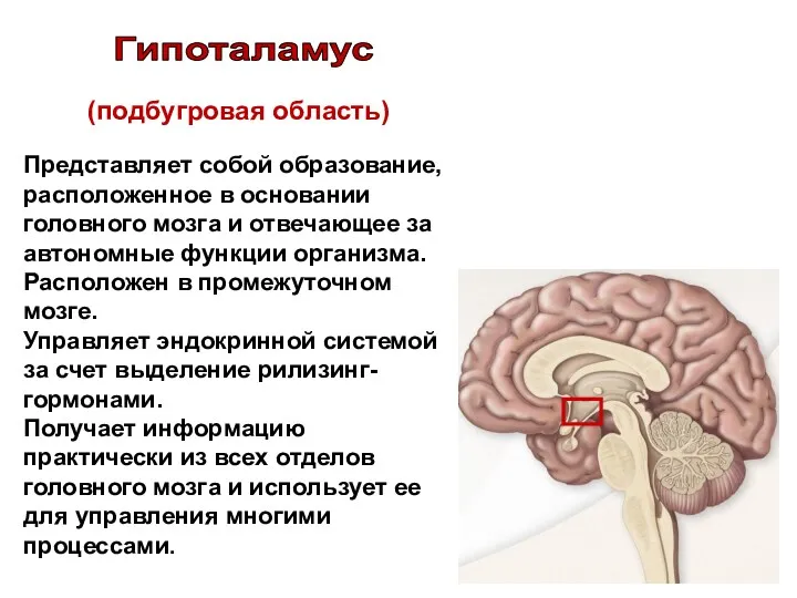 (подбугровая область) Представляет собой образование, расположенное в основании головного мозга