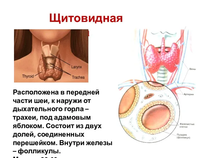 Щитовидная железа Расположена в передней части шеи, к наружи от