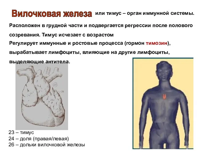 или тимус – орган иммунной системы. Расположен в грудной части