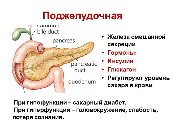 Поджелудочная железа Железа смешанной секреции Гормоны: Инсулин Глюкагон Регулируют уровень