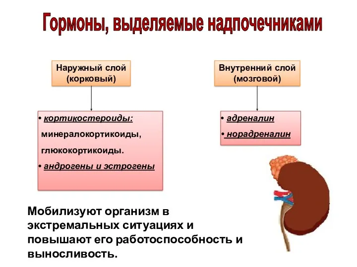 Наружный слой (корковый) Внутренний слой (мозговой) кортикостероиды: минералокортикоиды, глюкокортикоиды. андрогены