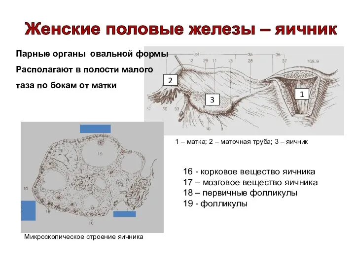 Парные органы овальной формы Располагают в полости малого таза по