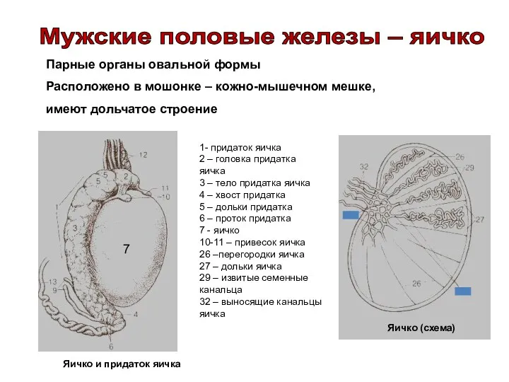 Парные органы овальной формы Расположено в мошонке – кожно-мышечном мешке,