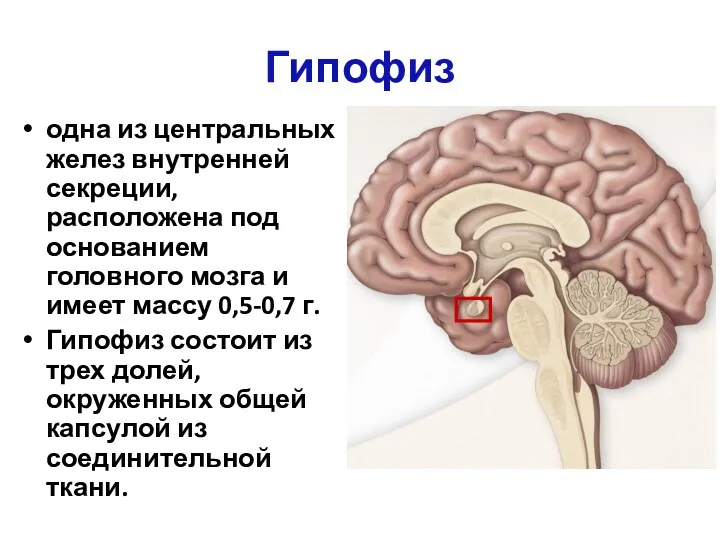 Гипофиз одна из центральных желез внутренней секреции, расположена под основанием