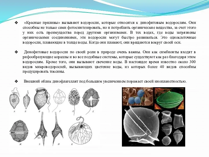 «Красные приливы» вызывают водоросли, которые относятся к динофитовым водорослям. Они