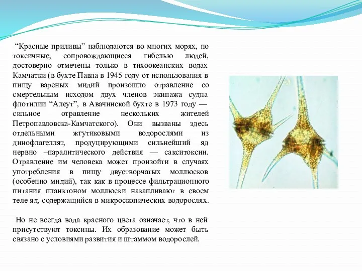 “Красные приливы” наблюдаются во многих морях, но токсичные, сопровождающиеся гибелью