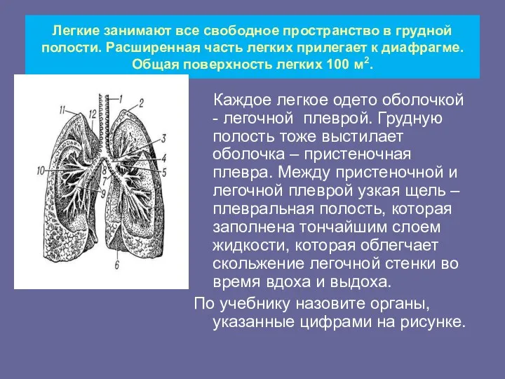 Легкие занимают все свободное пространство в грудной полости. Расширенная часть