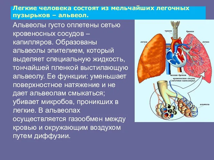 Легкие человека состоят из мельчайших легочных пузырьков – альвеол. Альвеолы