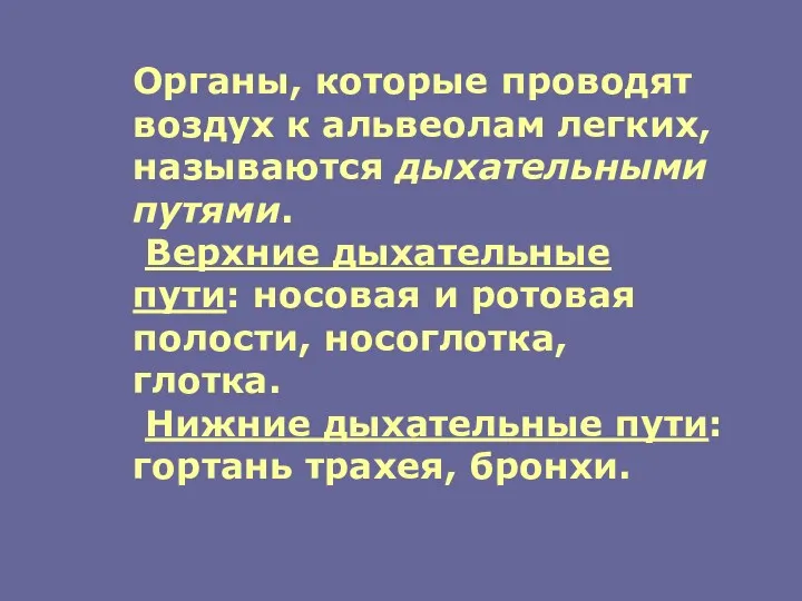 Органы, которые проводят воздух к альвеолам легких, называются дыхательными путями.