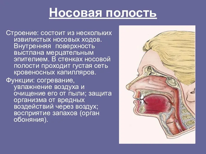 Носовая полость Строение: состоит из нескольких извилистых носовых ходов. Внутренняя