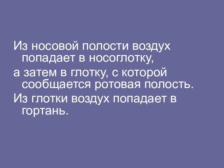 Из носовой полости воздух попадает в носоглотку, а затем в