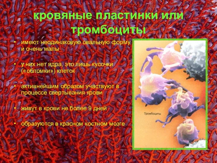 кровяные пластинки или тромбоциты имеют неодинаковую овальную форму и очень