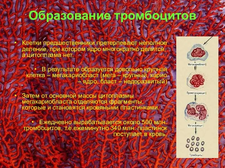 Образование тромбоцитов Клетки предшественники претерпевают неполное деление, при котором ядро