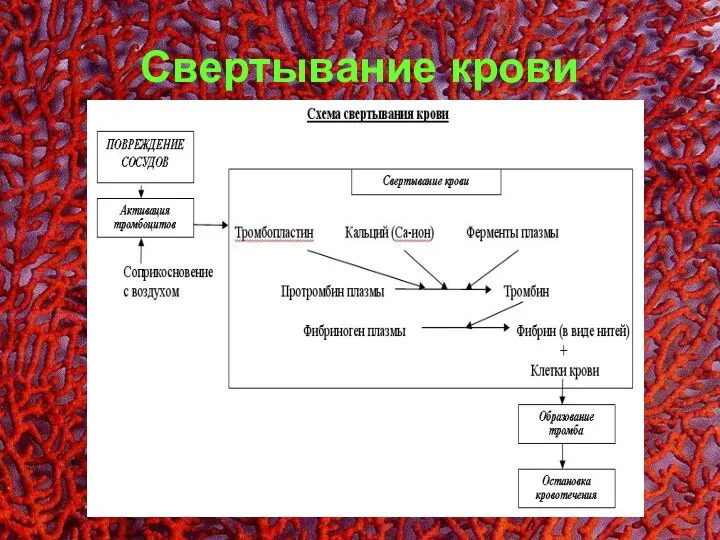 Свертывание крови